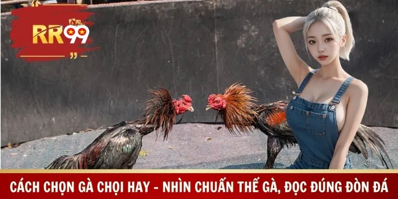 Cách Chọn Gà Chọi Hay – Nhìn Chuẩn Thế Gà, Đọc Đúng Đòn Đá